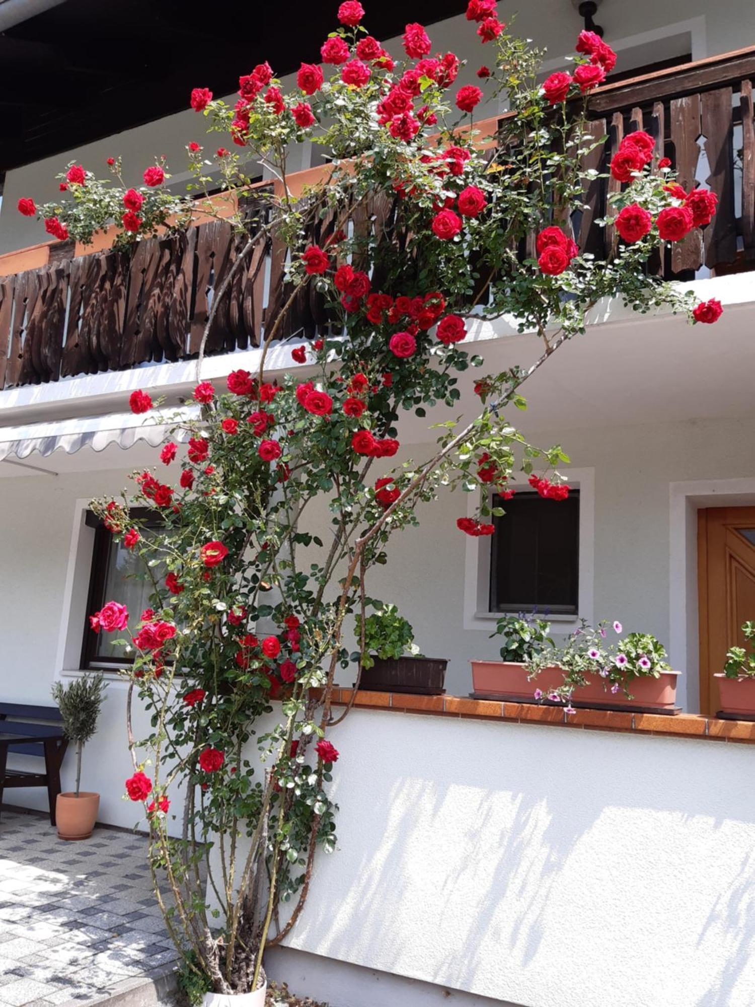Pension Stausee Sankt Jakob im Rosental Ngoại thất bức ảnh